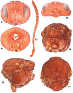 Image of Parasitoida