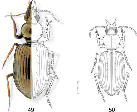 Plancia ëd Semiardistomis