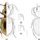 Plancia ëd Semiardistomis pilosellus (Kult 1950)