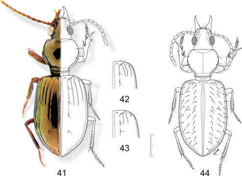 Plancia ëd Semiardistomis