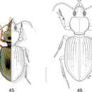 Plancia ëd Semiardistomis puncticollis (Dejean 1831)