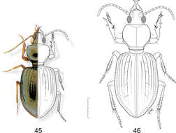 Image of Semiardistomis puncticollis (Dejean 1831)