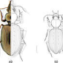 Image of Semiardistomis rugosus (Putzeys 1867)