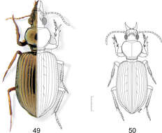 Image of Semiardistomis rugosus (Putzeys 1867)