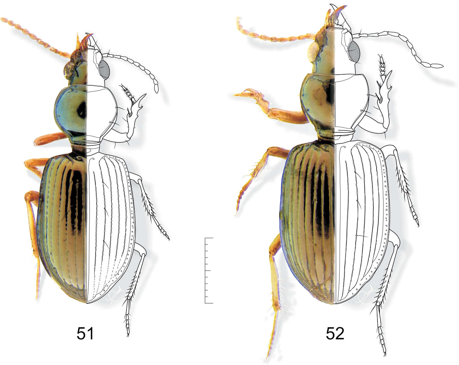 Image of Semiardistomis cyaneolimbatus (Chevrolat 1863)