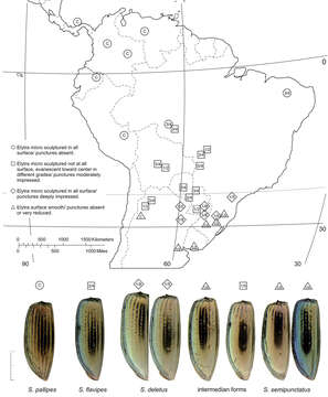 Image of Semiardistomis flavipes (Dejean 1831)