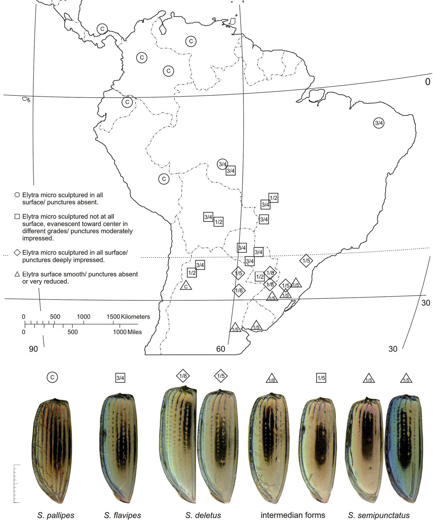 Plancia ëd Semiardistomis flavipes (Dejean 1831)