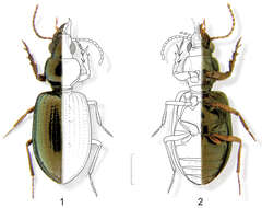 Image of Semiardistomis labialis (Chaudoir 1837)