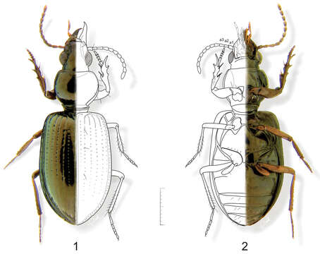 Plancia ëd Semiardistomis labialis (Chaudoir 1837)