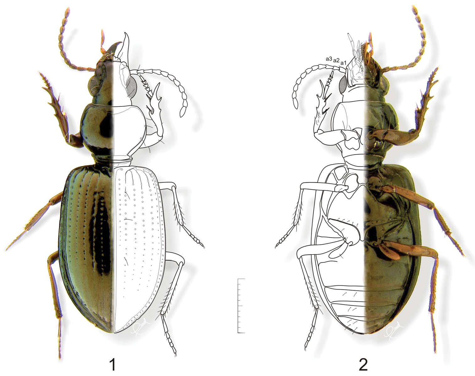 Image of Semiardistomis labialis (Chaudoir 1837)