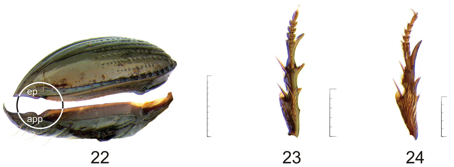 Plancia ëd Semiardistomis labialis (Chaudoir 1837)