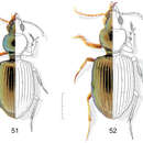 Plancia ëd Semiardistomis pallipes (Dejean 1831)