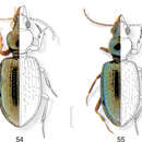 Image of Semiardistomis propinquus (Putzeys 1867)