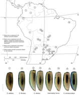 Plancia ëd Semiardistomis semipunctatus (Dejean 1831)