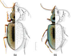 Plancia ëd Semiardistomis viridis (Say 1823)