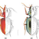 Plancia ëd Semiardistomis darlingtoni (Kult 1950)