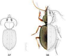 Plancia ëd Semiardistomis exspectatus Valdes 2012