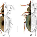 Plancia ëd Semiardistomis laevistriatus (Fleutiaux & Sallé 1890)