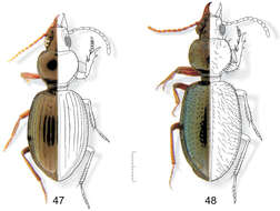 Plancia ëd Semiardistomis laevistriatus (Fleutiaux & Sallé 1890)