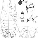 Image of Megacanthaspis hainanensis Wei & Feng