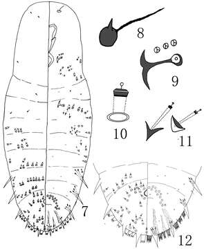 Image of Megacanthaspis