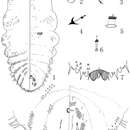 Pseudaulacaspis zhenyuanensis Wei & Feng resmi