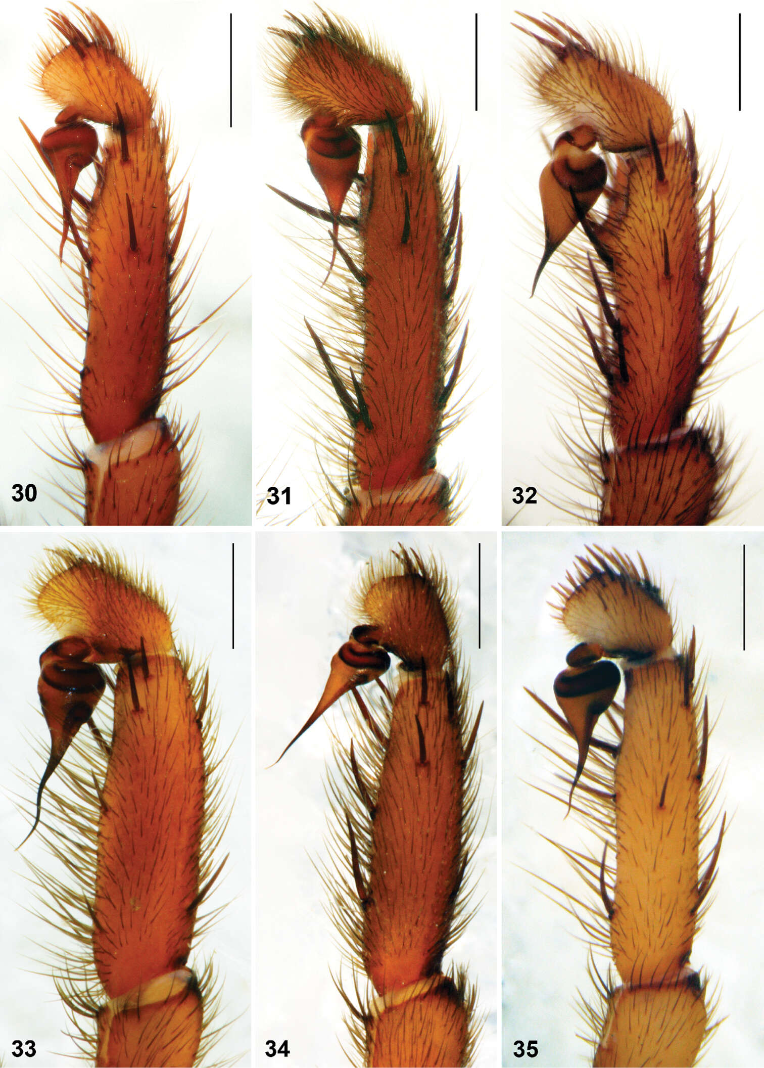 Imagem de Raveniola yunnanensis Zonstein & Marusik 2012