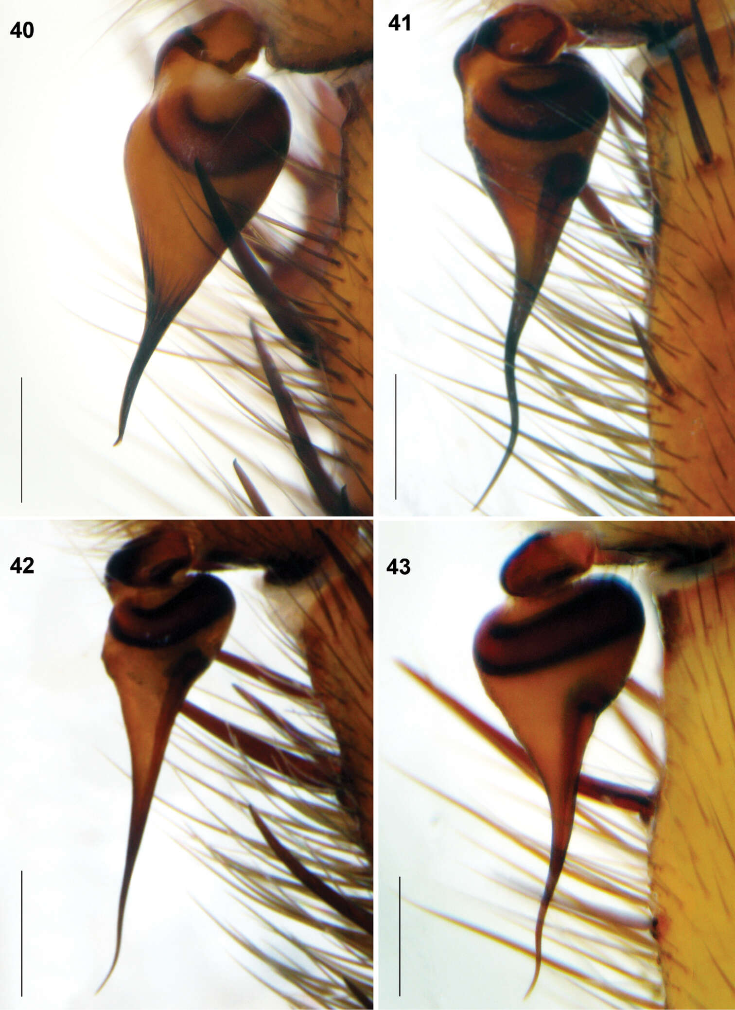 Imagem de Raveniola yunnanensis Zonstein & Marusik 2012