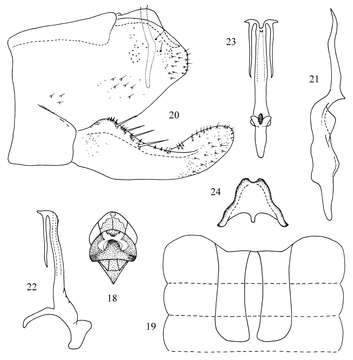 Image of Tautoneura