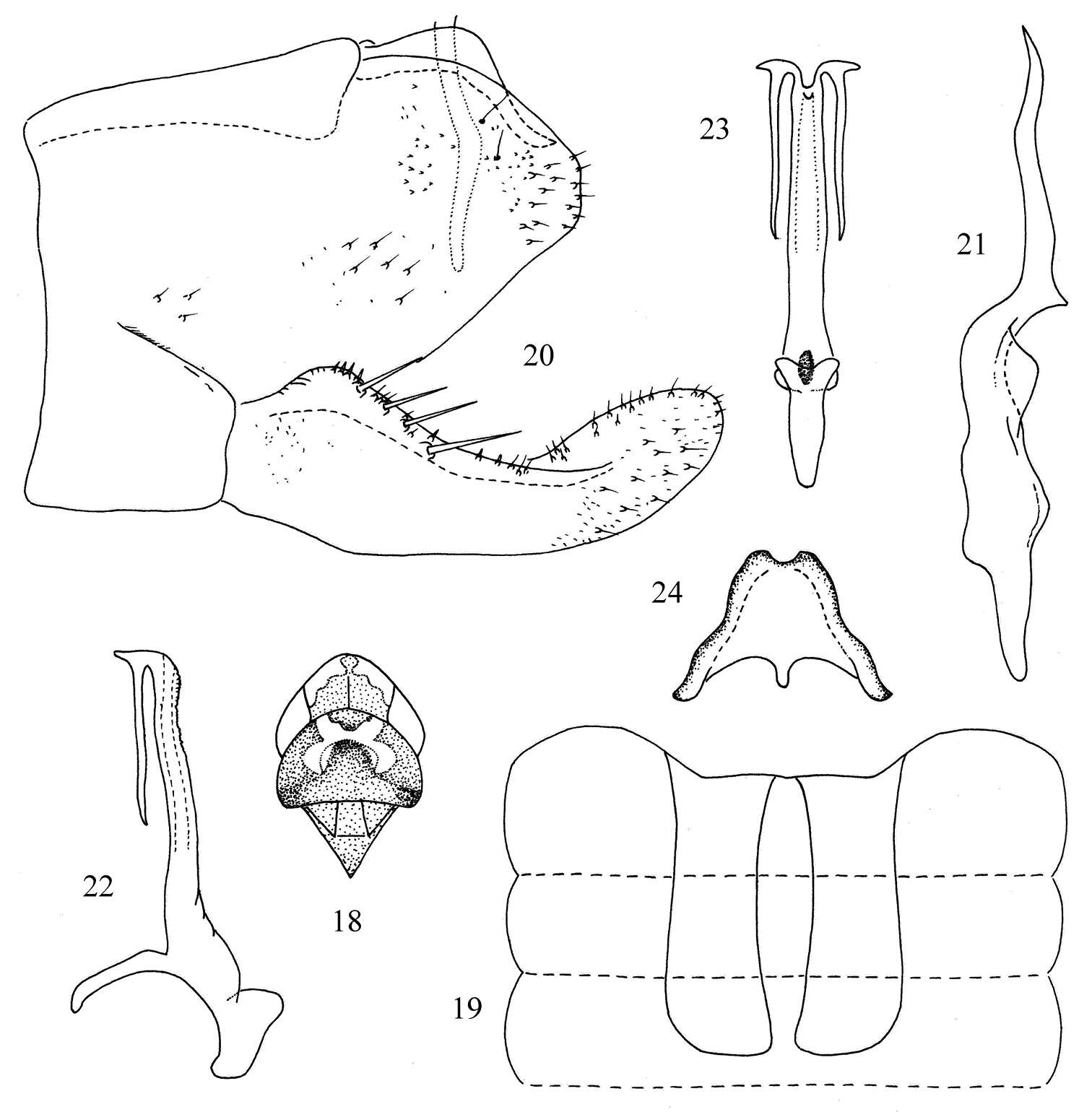 Image of Tautoneura