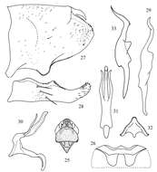 Слика од Tautoneura albida (Dworakowska 1970)