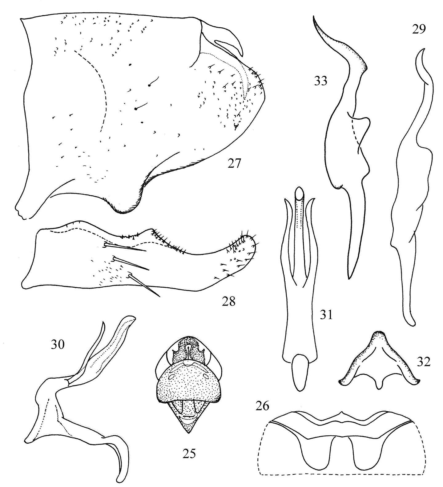 Слика од Tautoneura albida (Dworakowska 1970)