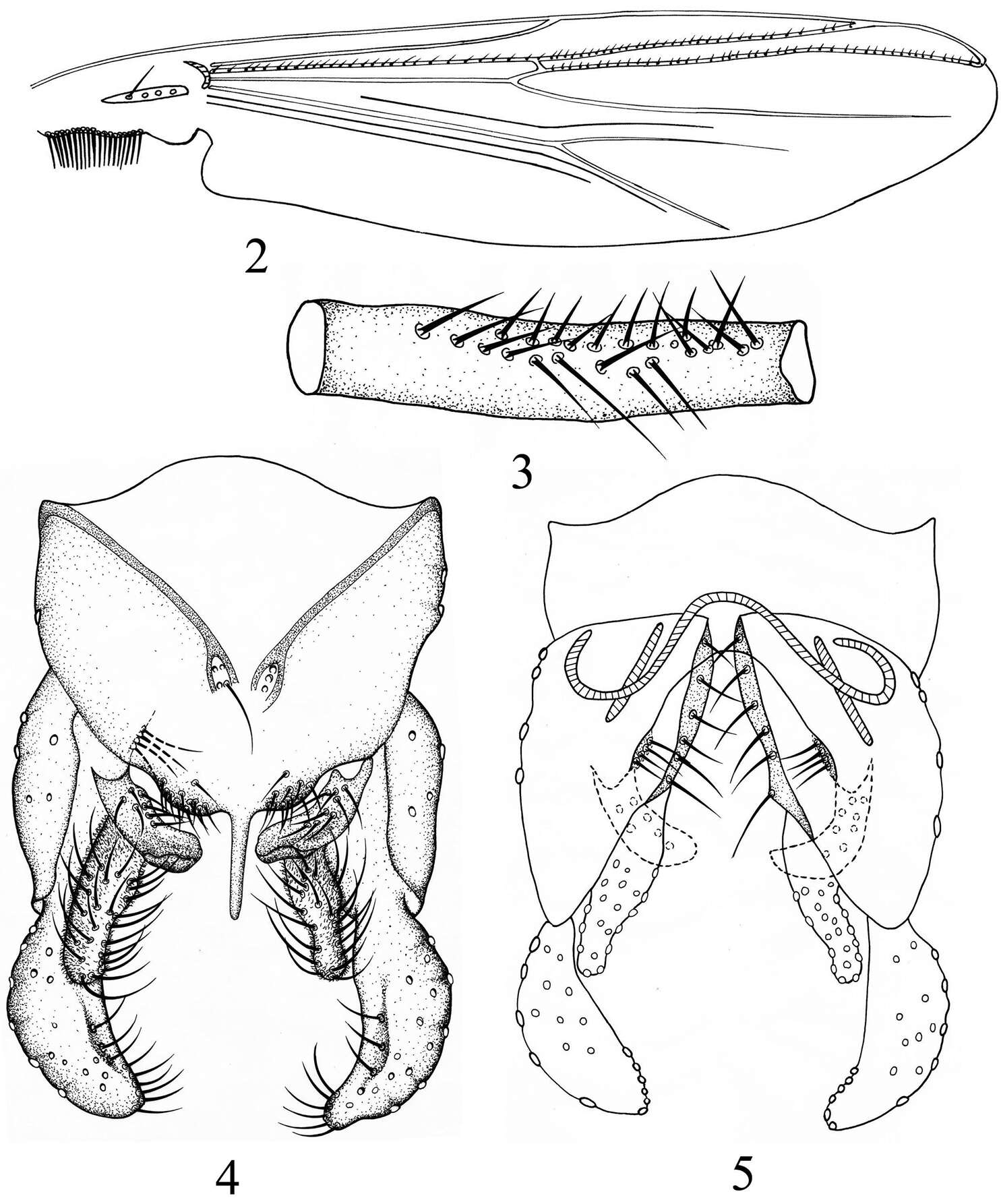 Image of Microtendipes