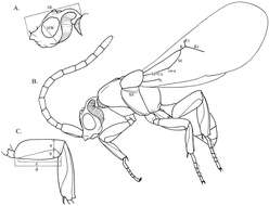 Image of Loboscelidia pecki Kimsey 2012