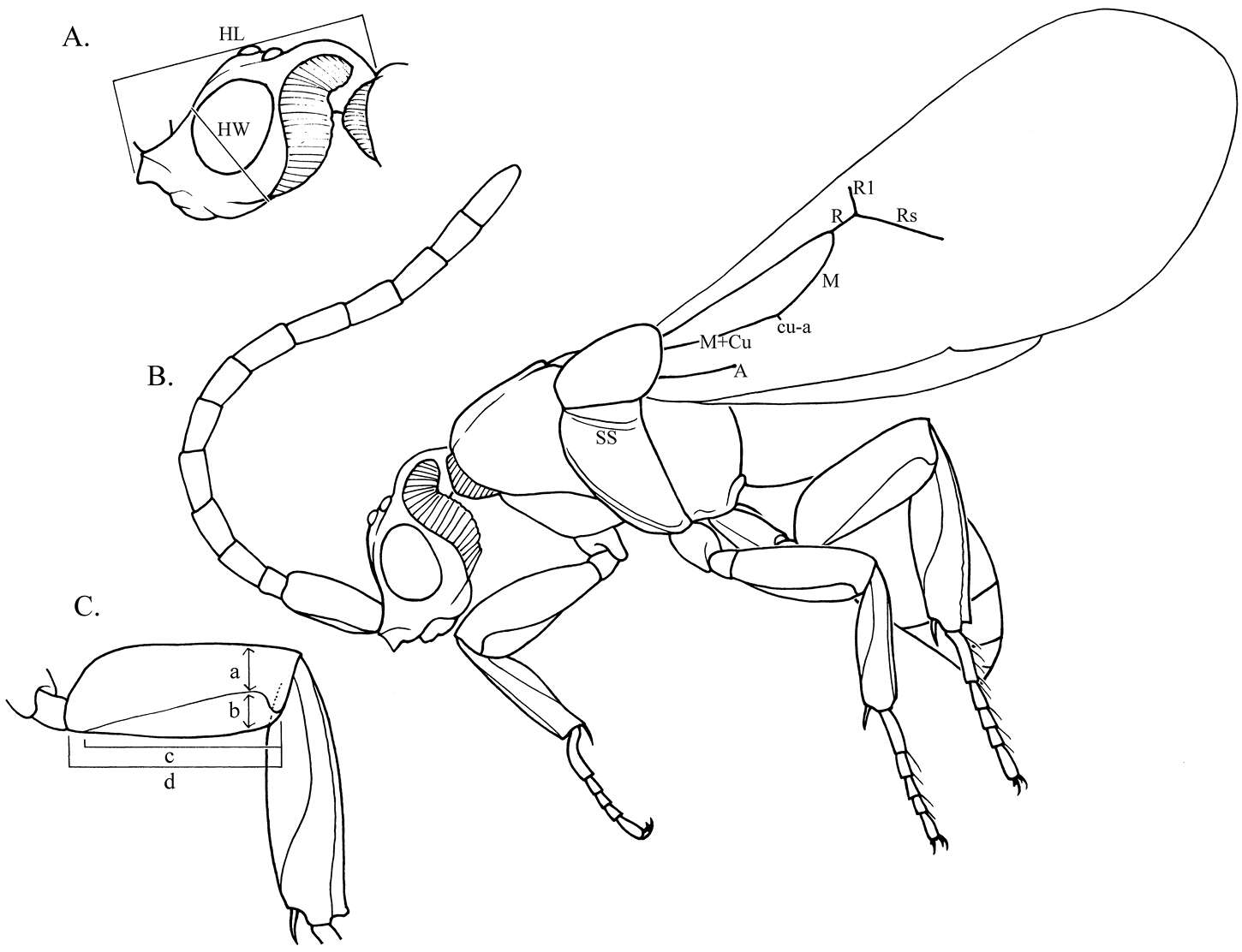 Image of Loboscelidia pecki Kimsey 2012