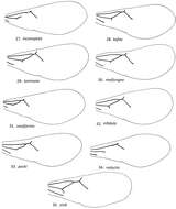 Image of Loboscelidia pecki Kimsey 2012