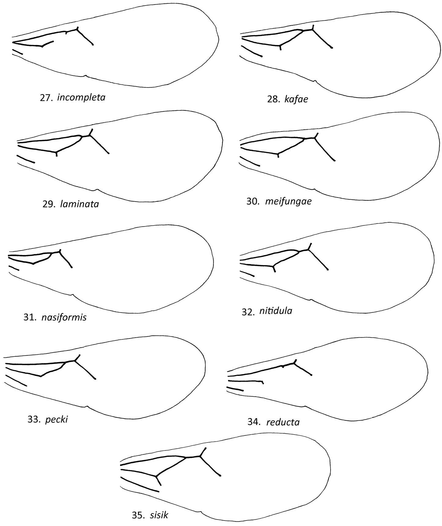 Image of Loboscelidia pecki Kimsey 2012