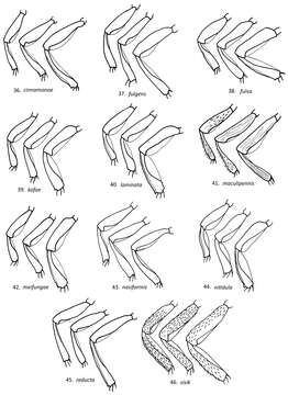 Image of Loboscelidia sisik Kimsey 2012