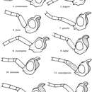 Image of Loboscelidia fulgens Kimsey 2012