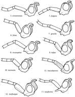 Image of Loboscelidia fulgens Kimsey 2012