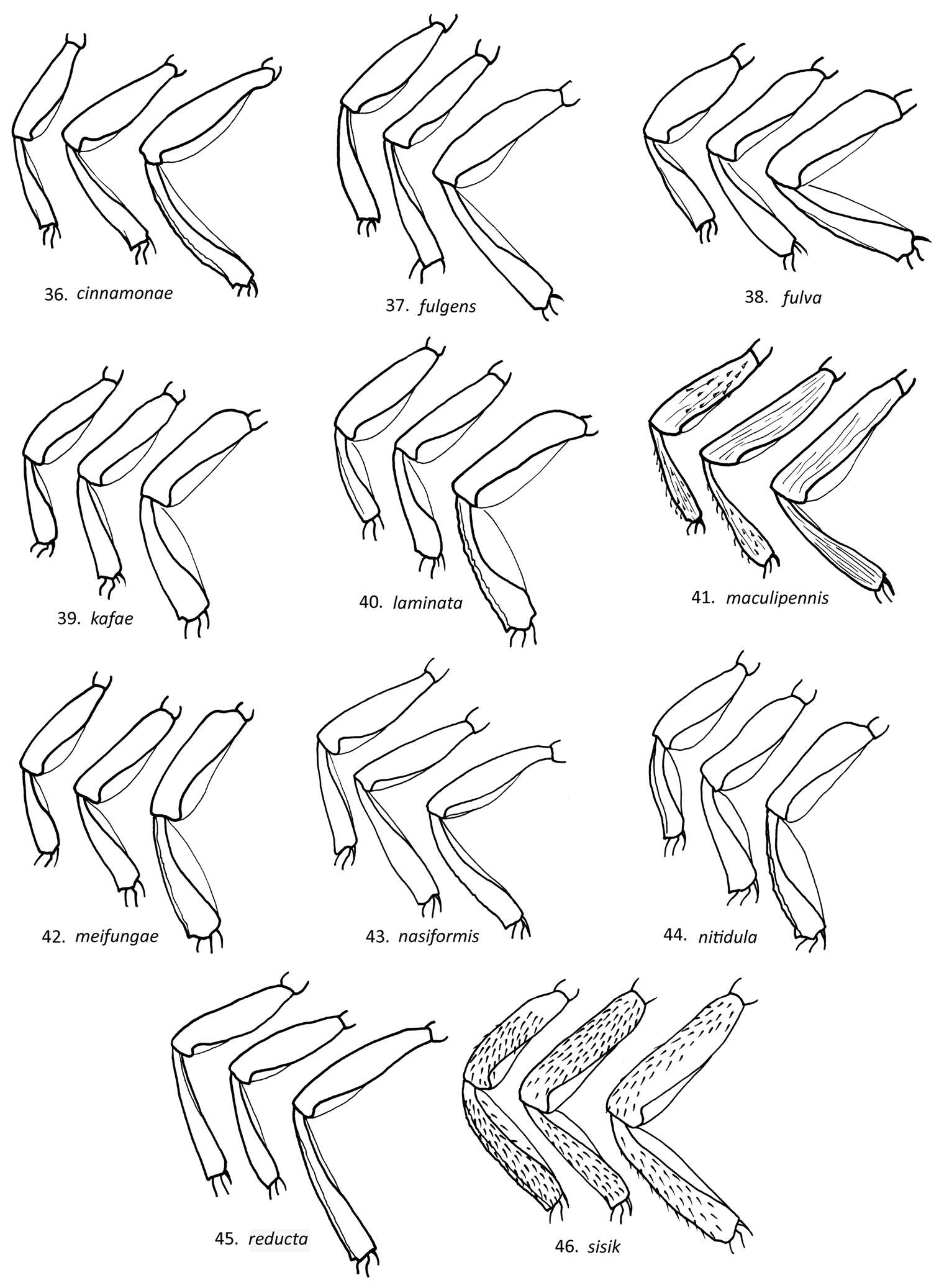 Image of Loboscelidia fulgens Kimsey 2012