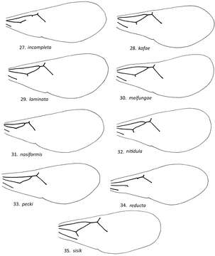 Image of Loboscelidia incompleta Kimsey 2012