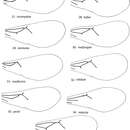 Plancia ëd Loboscelidia nitidula Kimsey 2012