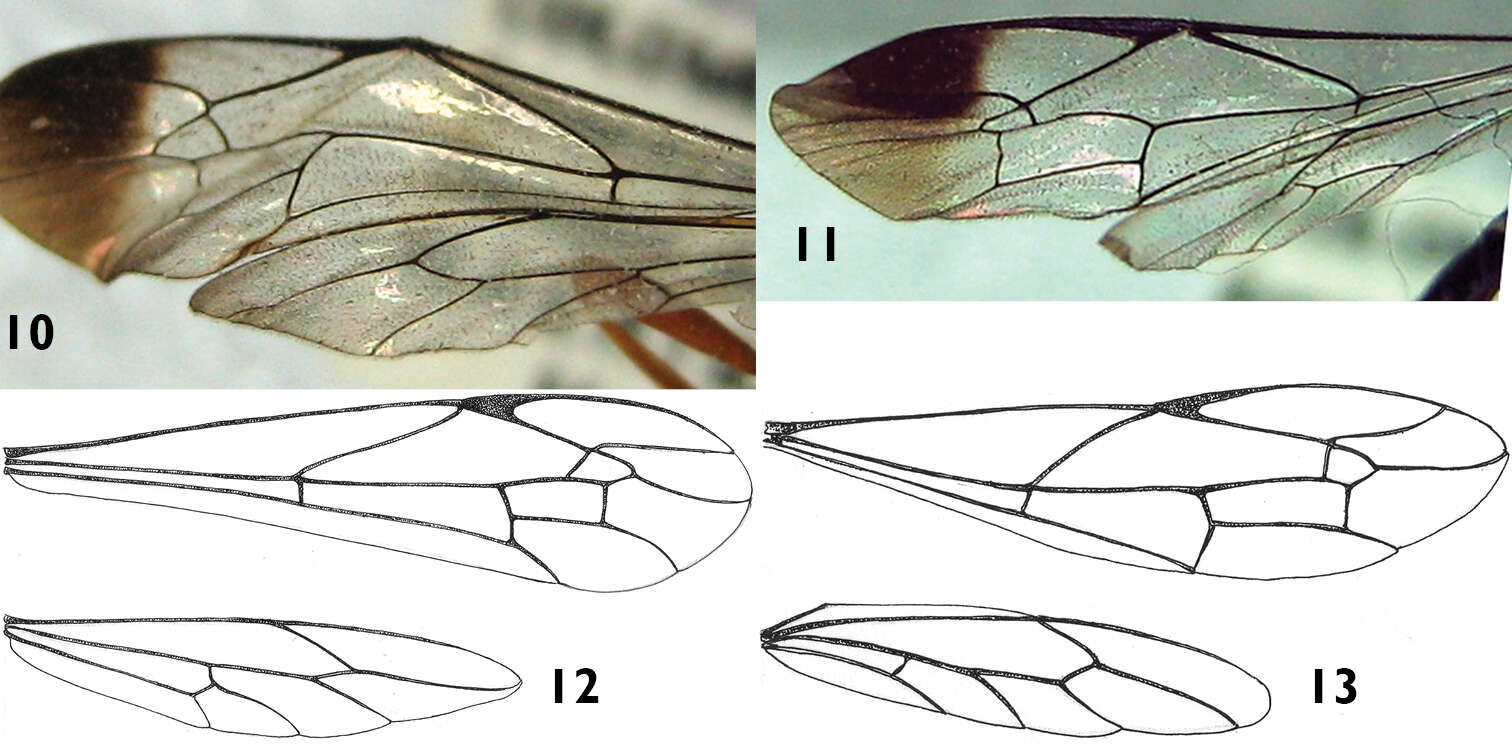 Image of Apechoneura