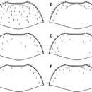 Imagem de Mecistostethus seagorum Caterino, Tishechkin & Dégallier 2012