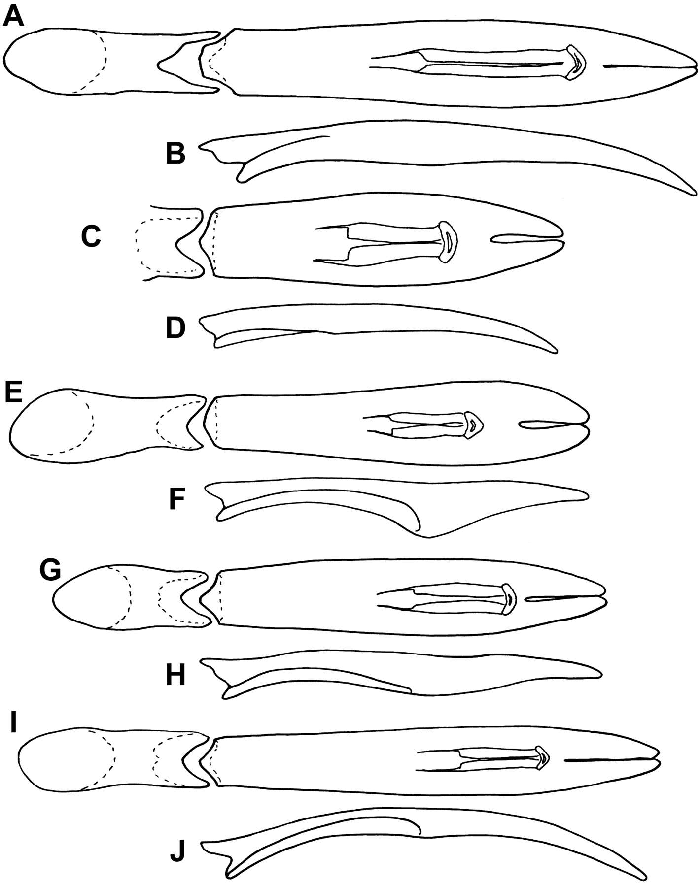 Mecistostethus marseuli Caterino, Tishechkin & Dégallier 2012 resmi