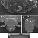 Mecistostethus flechtmanni Caterino, Tishechkin & Dégallier 2012 resmi