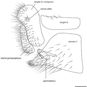 Image of Semachrysa