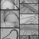 Imagem de Darwiniella angularis Chen, Lin & Chan 2012