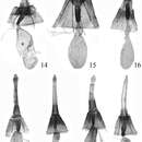 Image of Endotricha dentiprocessa Li